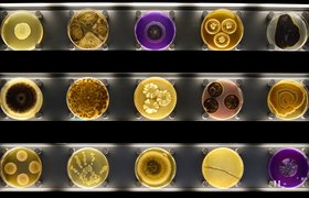Microbiology from A to Z explained - Micropia - Micropia